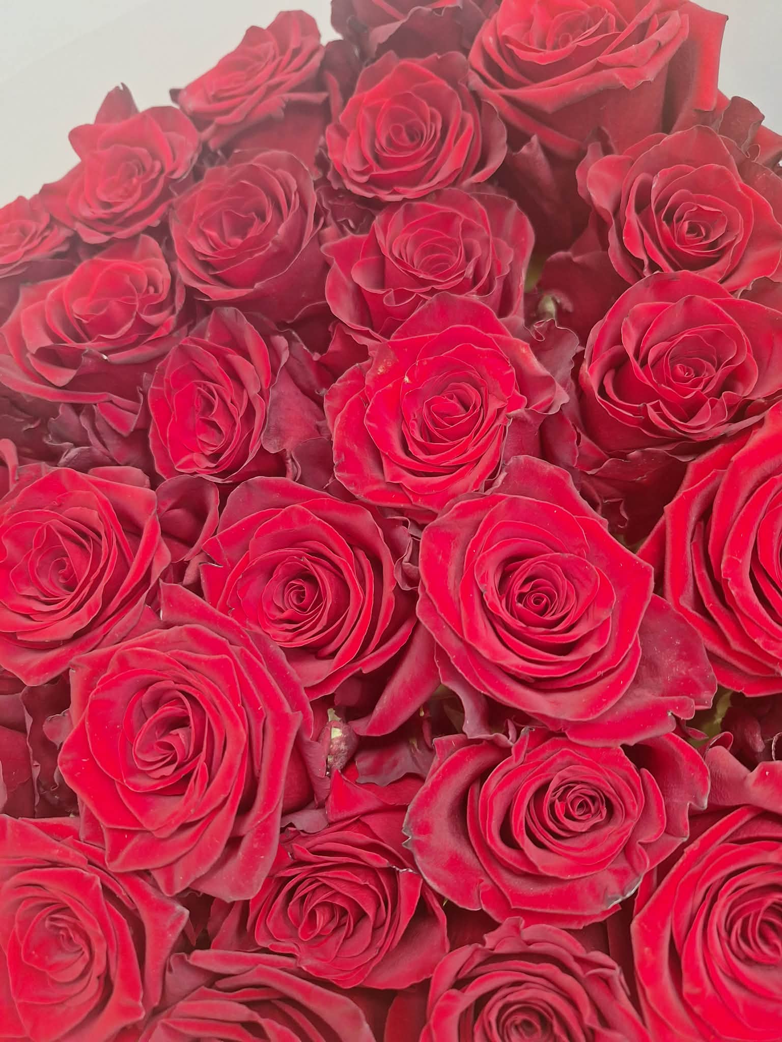 Raudonų rožių puokštė Naujininkuose - klasikinės meilės gėlės iš Royal Fox Flowers Vilniuje