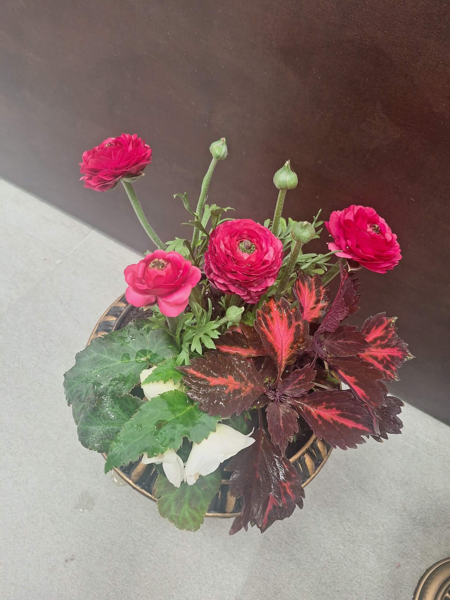 Ranunkulų kompozicija vazone Burbiškėse - rožiniai vėdrynai su dekoratyviniais lapais iš Royal Fox Flowers