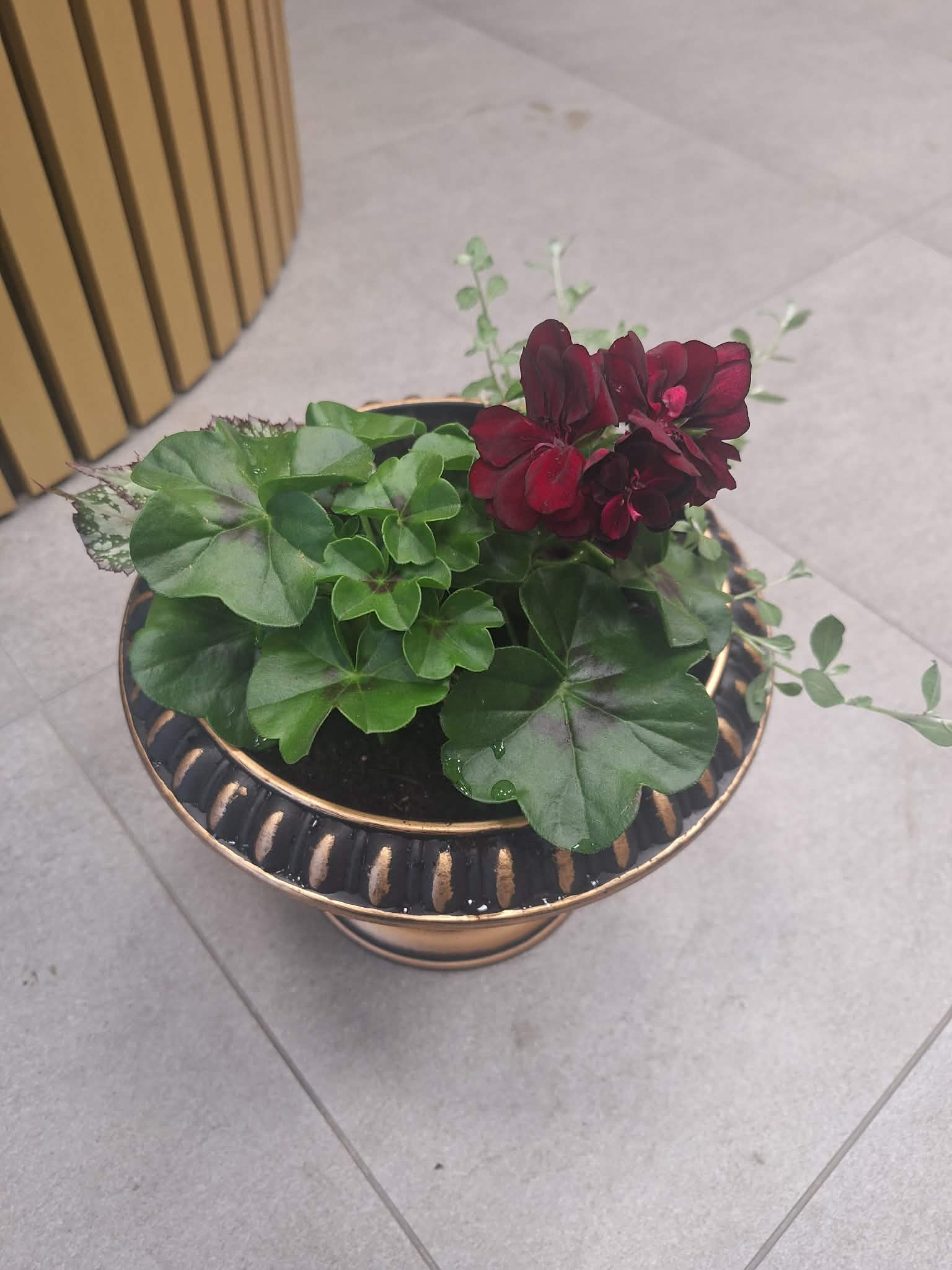 Pelargonijų kompozicija vazone Burbiškėse – bordo gėlės su dekoratyviniais augalais iš Royal Fox Flowers