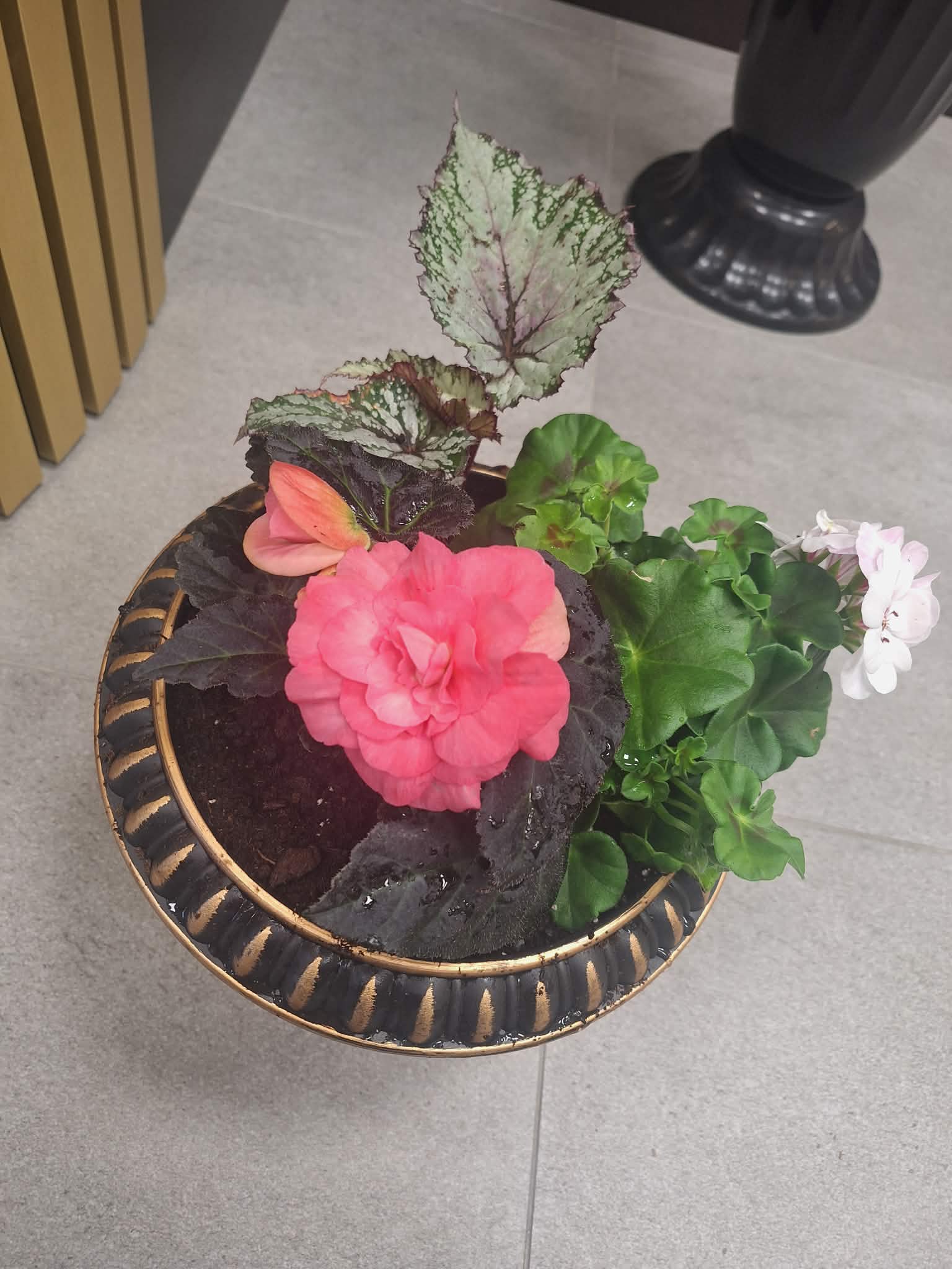 Begonijų ir pelargonijų kompozicija vazone Burbiškėse – rožinė gėlė su dekoratyviniais lapais iš Royal Fox Flowers