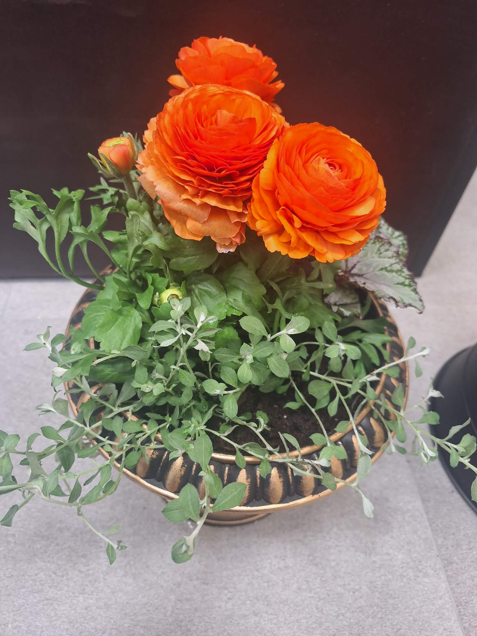Oranžinių ranunkulų kompozicija vazone Burbiškėse – ryškios pavasarinės gėlės su dekoratyvine žaluma iš Royal Fox Flowers