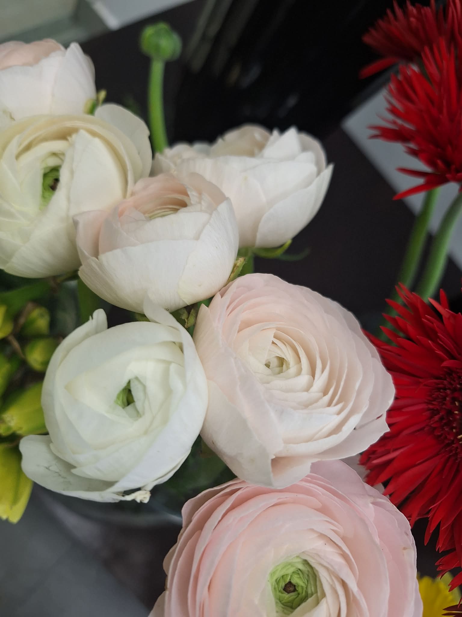 Ranunkulų (vėdrynų) puokštė Burbiškėse - baltos ir švelniai rožinės gėlės su raudonomis gerberomis iš Royal Fox Flowers