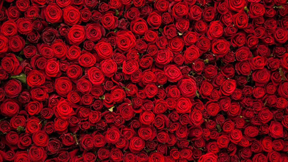 Prabangi gėlių kompozicija - rožės ir hortenzijos